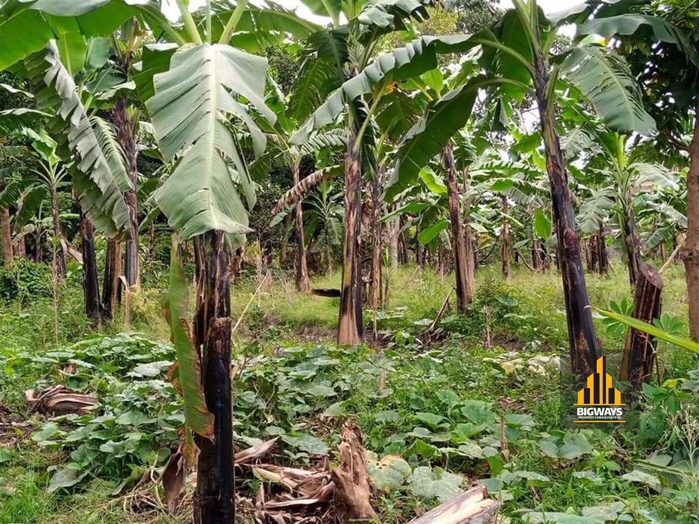 Residential Land for sale in Kira Wakiso