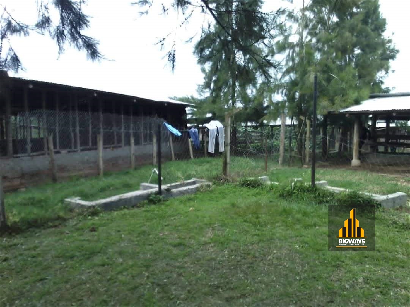 Farm for sale in Kikonge Mityana