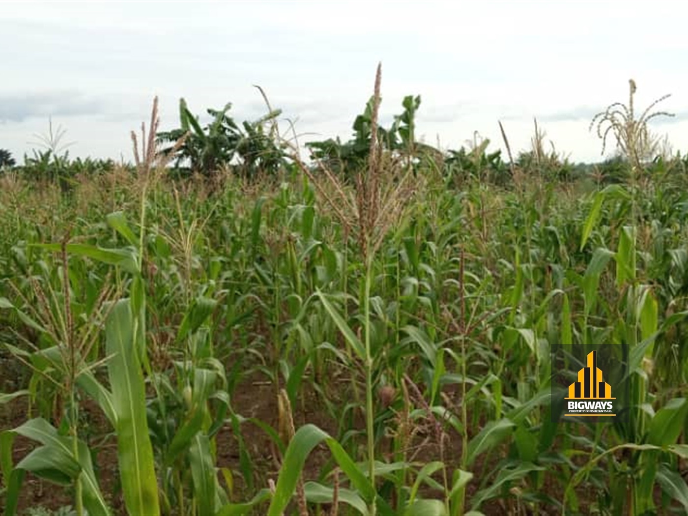 Agricultural Land for sale in Kabunyanta Luwero