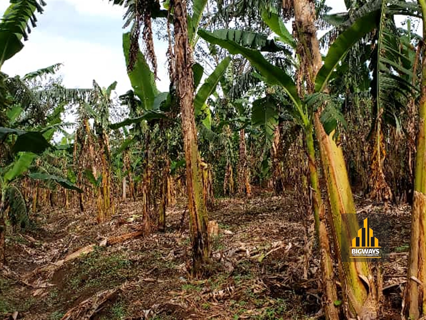 Agricultural Land for sale in Kiyunga Mukono