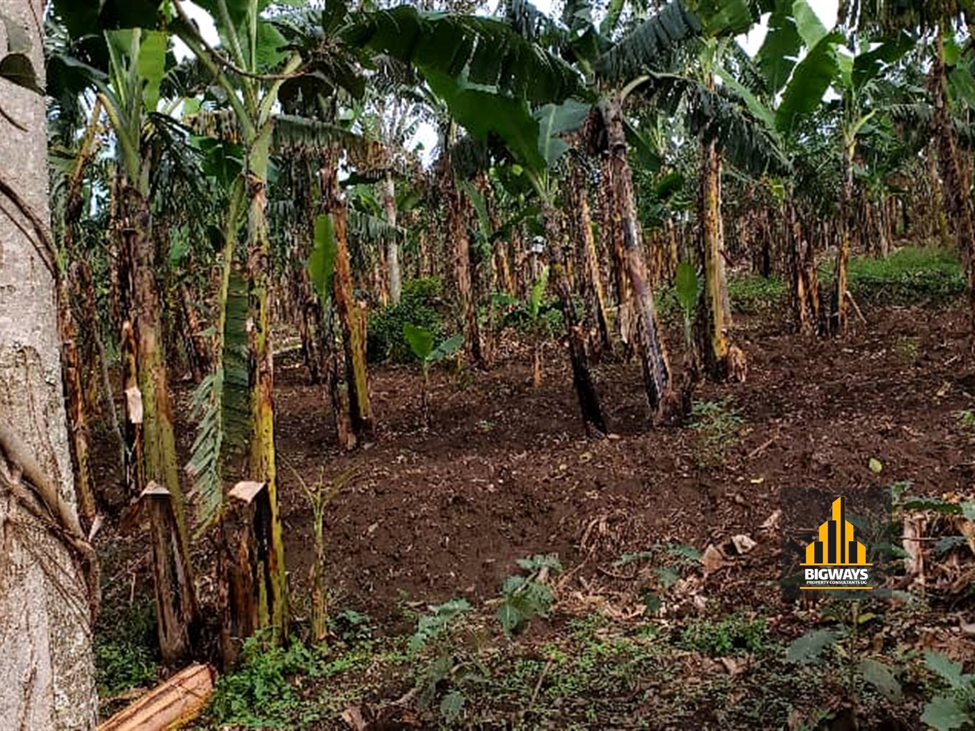 Agricultural Land for sale in Kiyunga Mukono