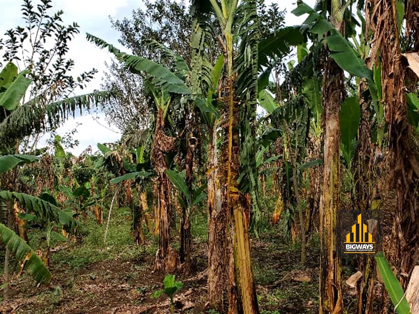 Agricultural Land for sale in Kiyunga Mukono