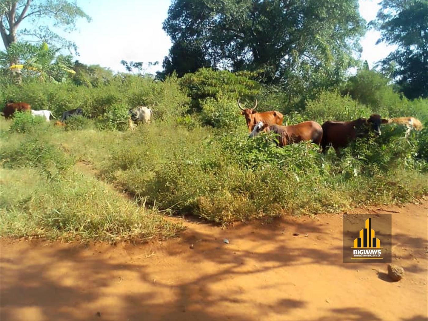 Agricultural Land for sale in Kakooge Nakasongola