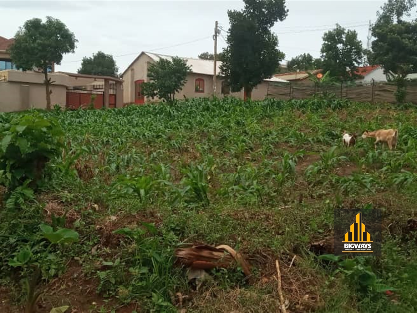 Residential Land for sale in Bukoto Kampala