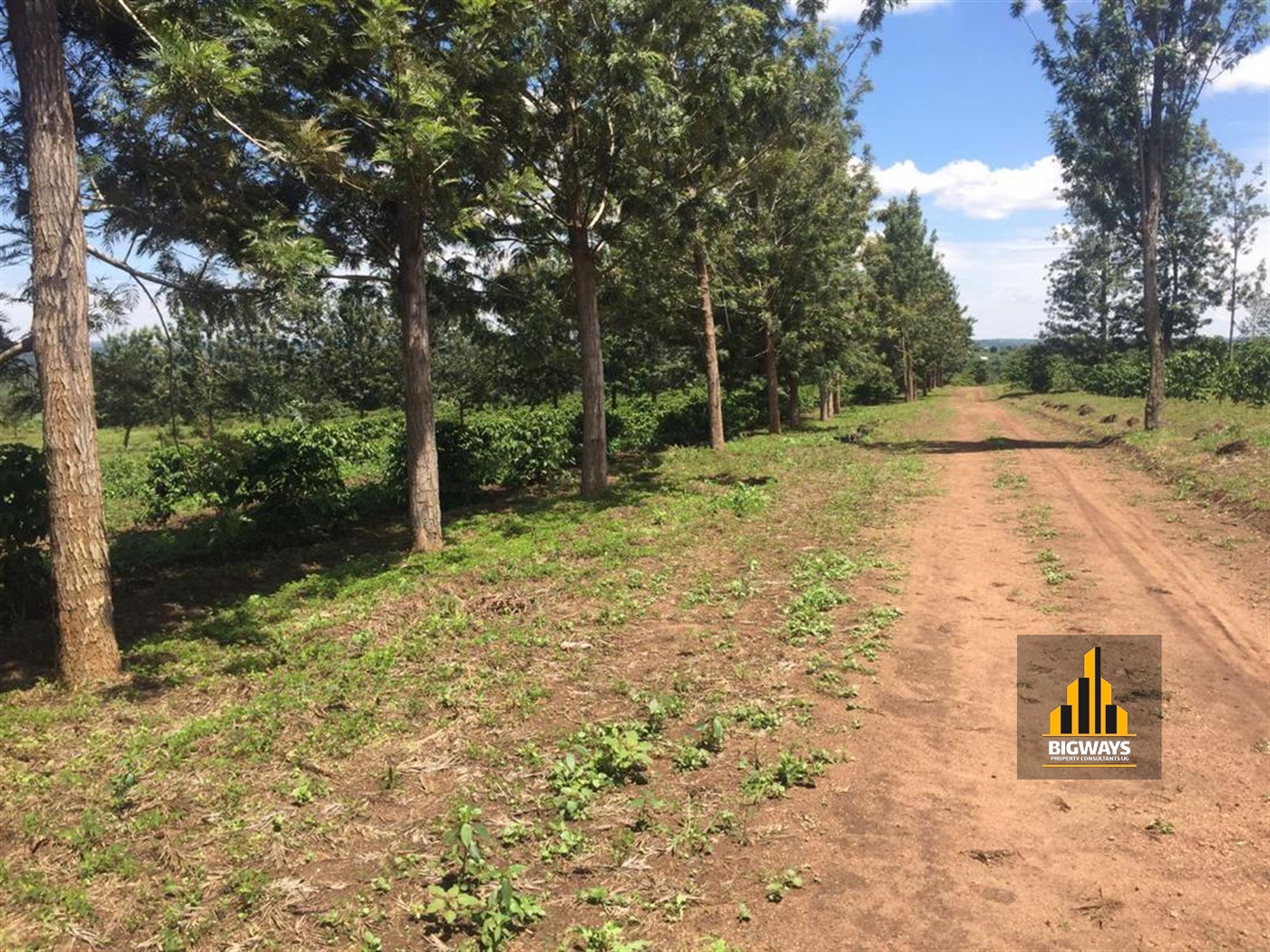 Agricultural Land for sale in Kinoni Wakiso