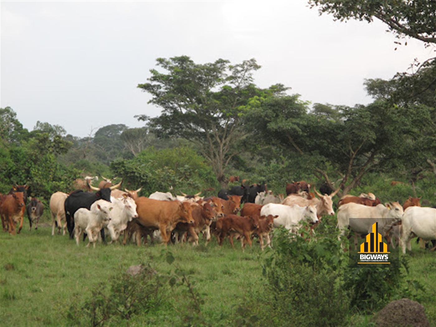 Farm for sale in Kiganda Mityana