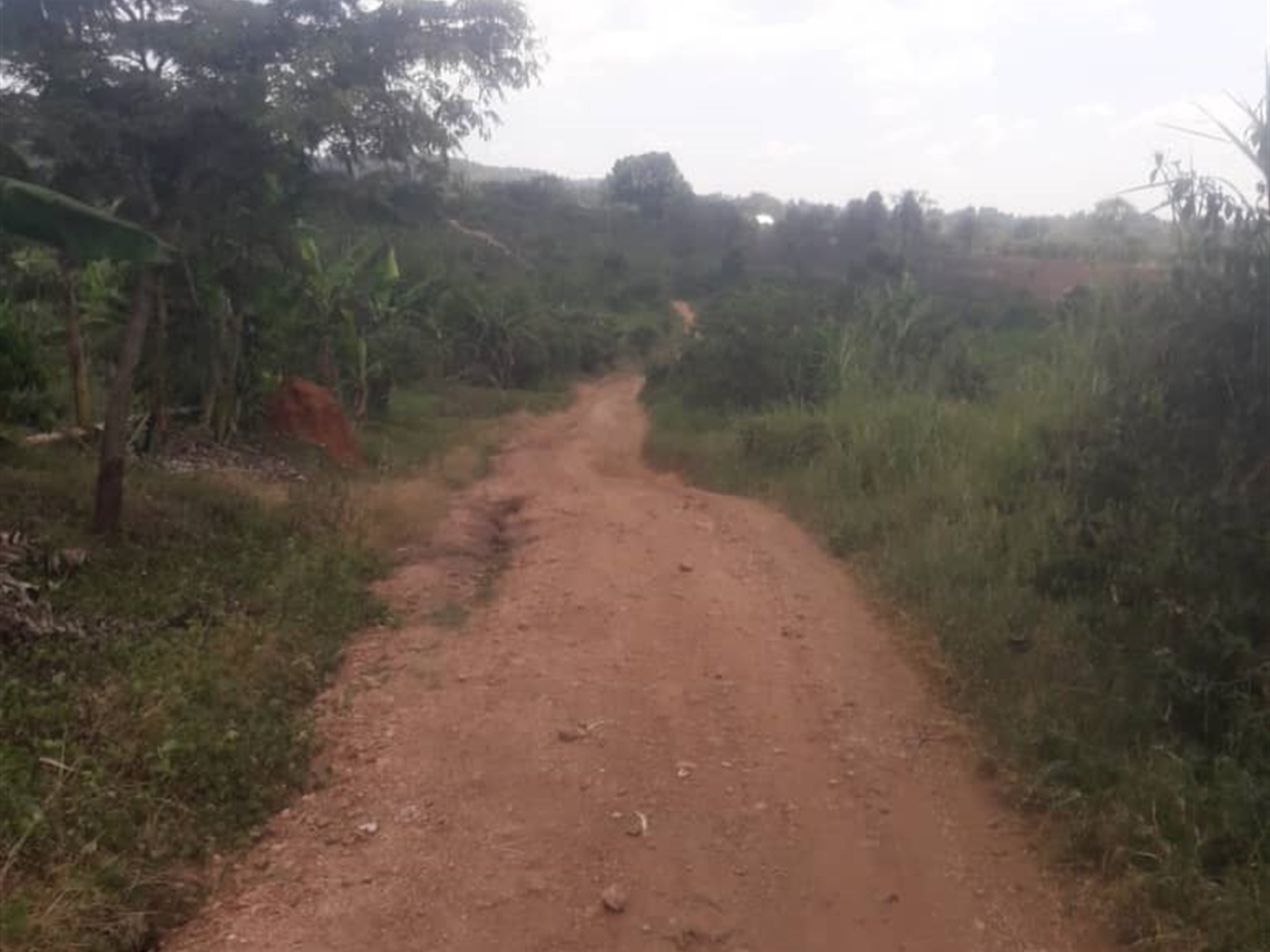 Farm for sale in Kayanda Luweero