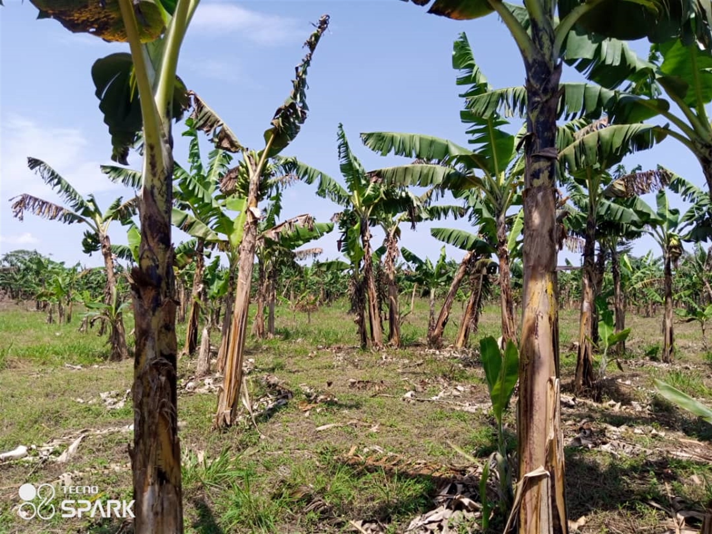 Agricultural Land for sale in Nakaseke Nakaseke