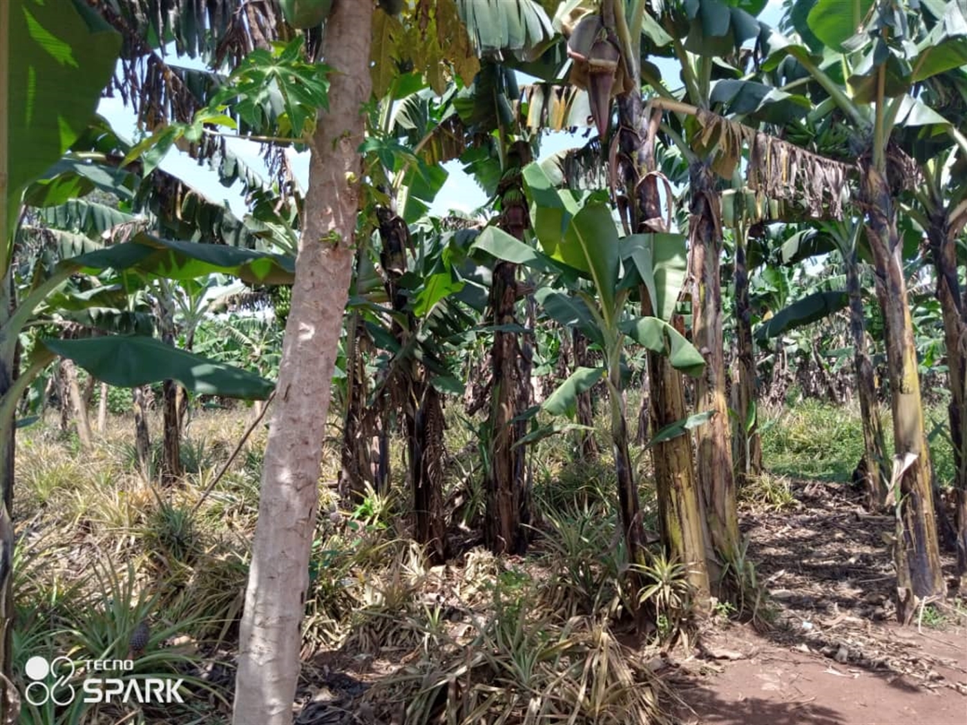 Agricultural Land for sale in Nakaseke Nakaseke