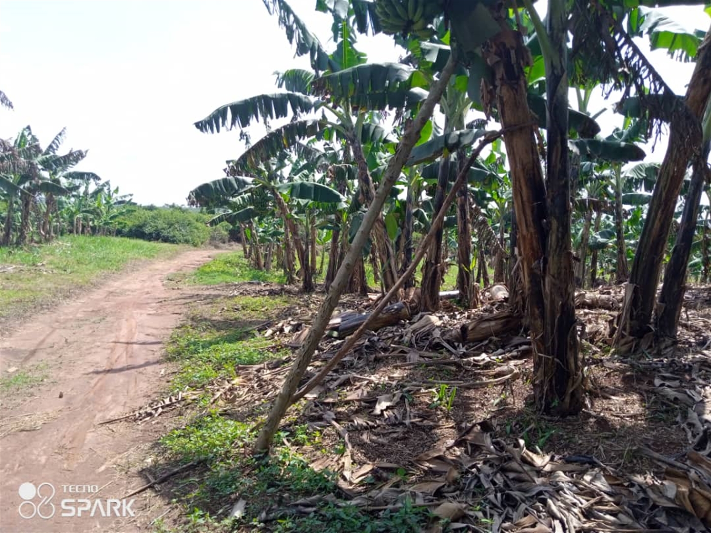 Agricultural Land for sale in Nakaseke Nakaseke