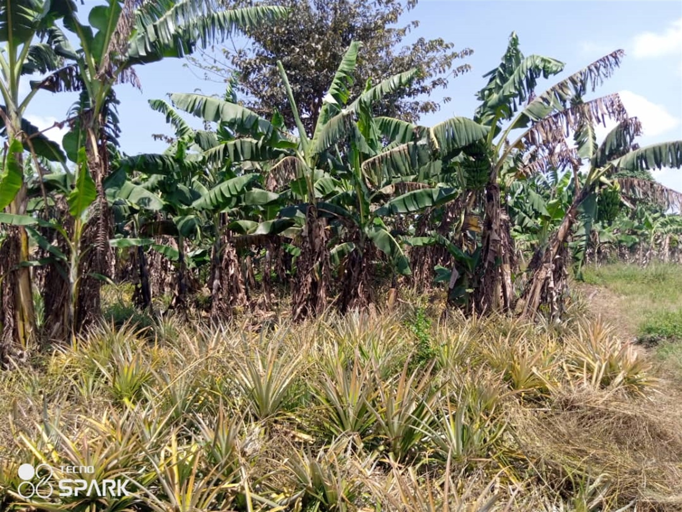 Agricultural Land for sale in Nakaseke Nakaseke