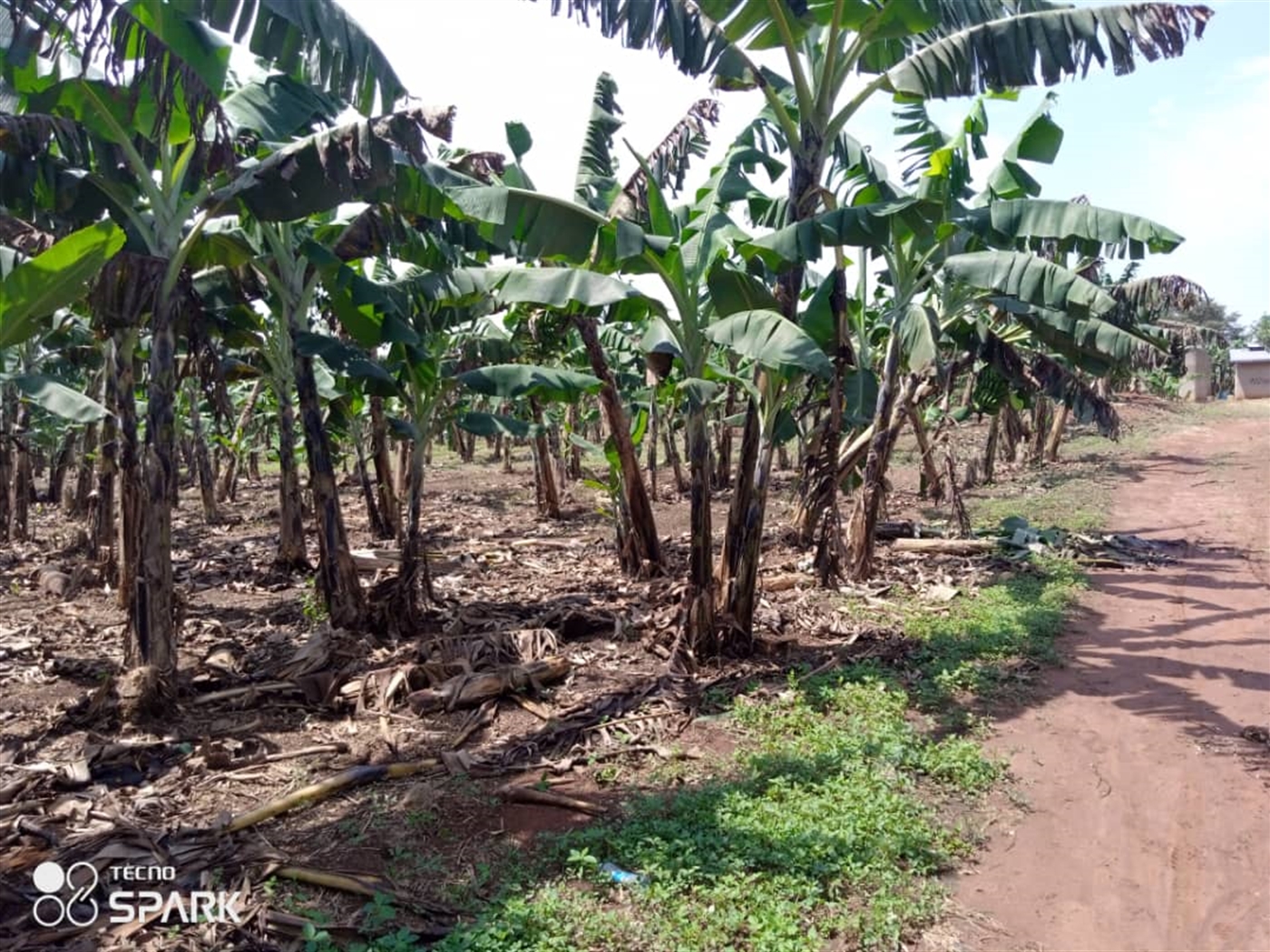 Agricultural Land for sale in Nakaseke Nakaseke