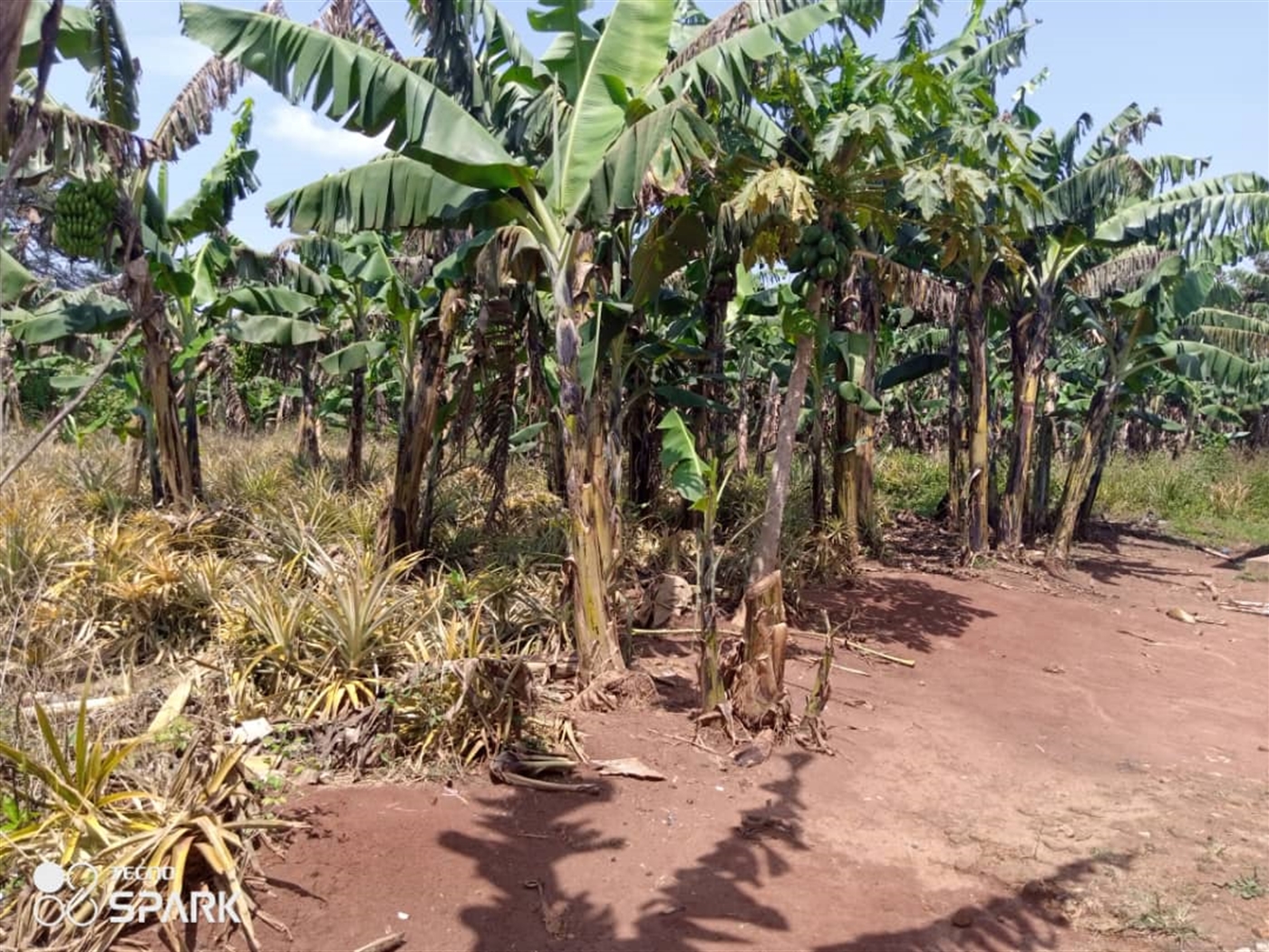 Agricultural Land for sale in Nakaseke Nakaseke