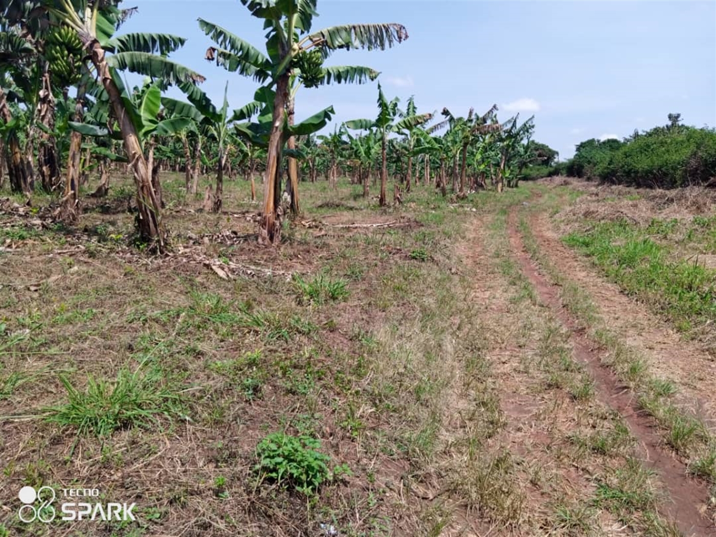 Agricultural Land for sale in Nakaseke Nakaseke