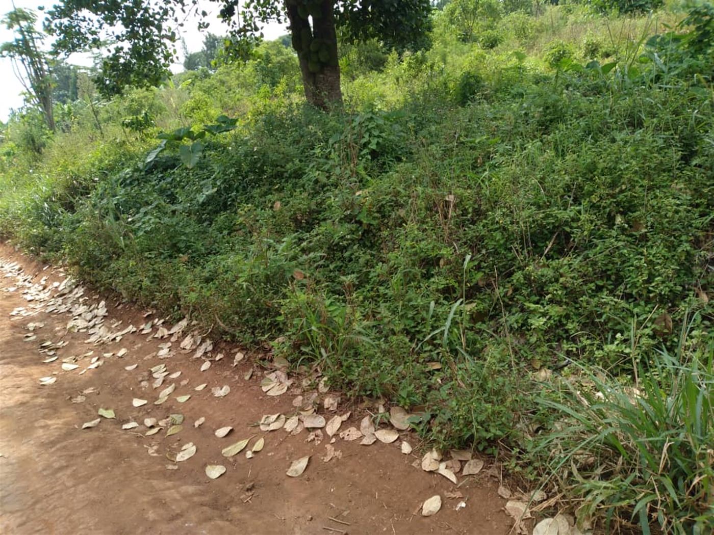 Multipurpose Land for sale in Bugema Luweero