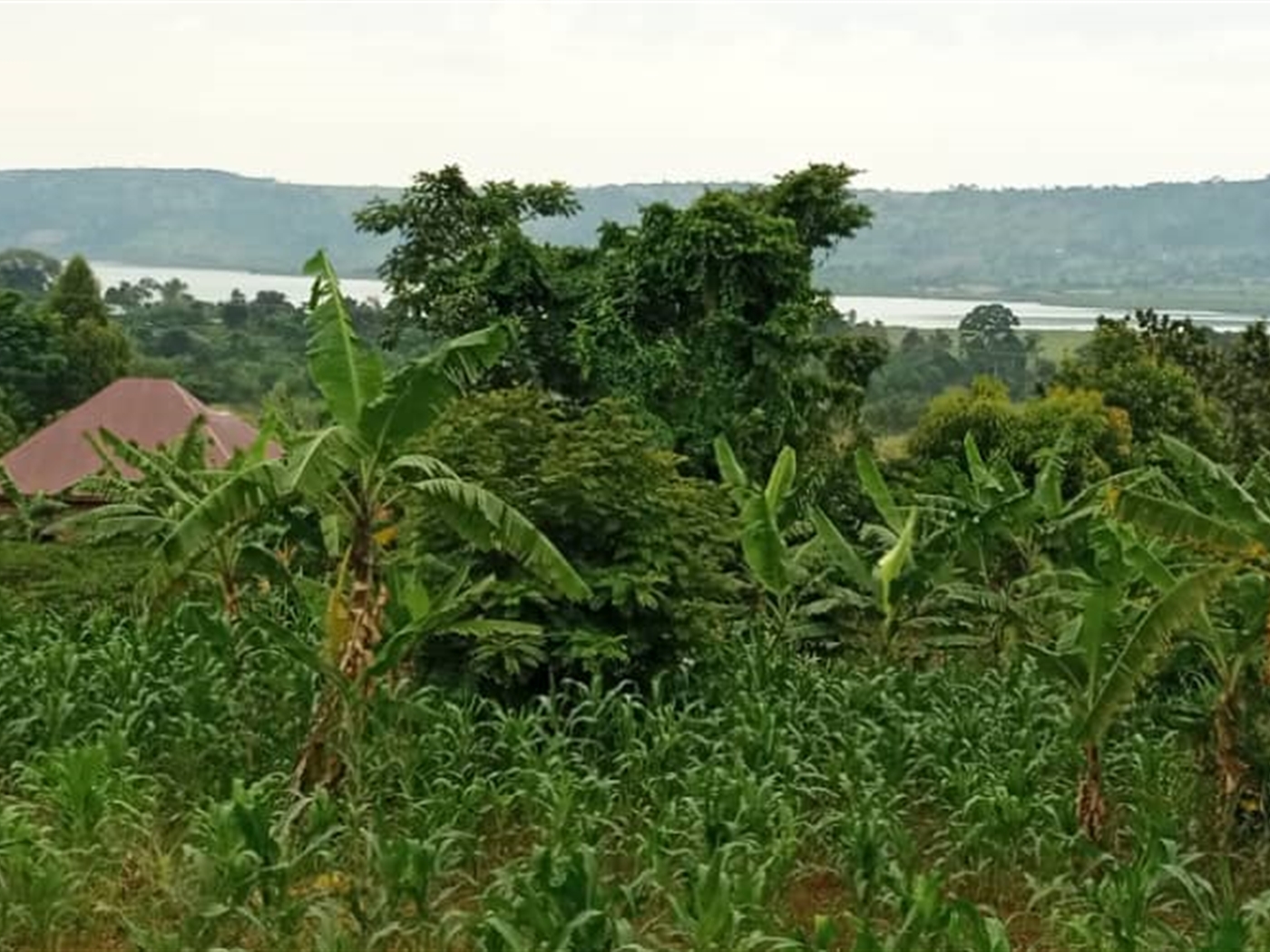 Multipurpose Land for sale in Nkokonjeru Mukono