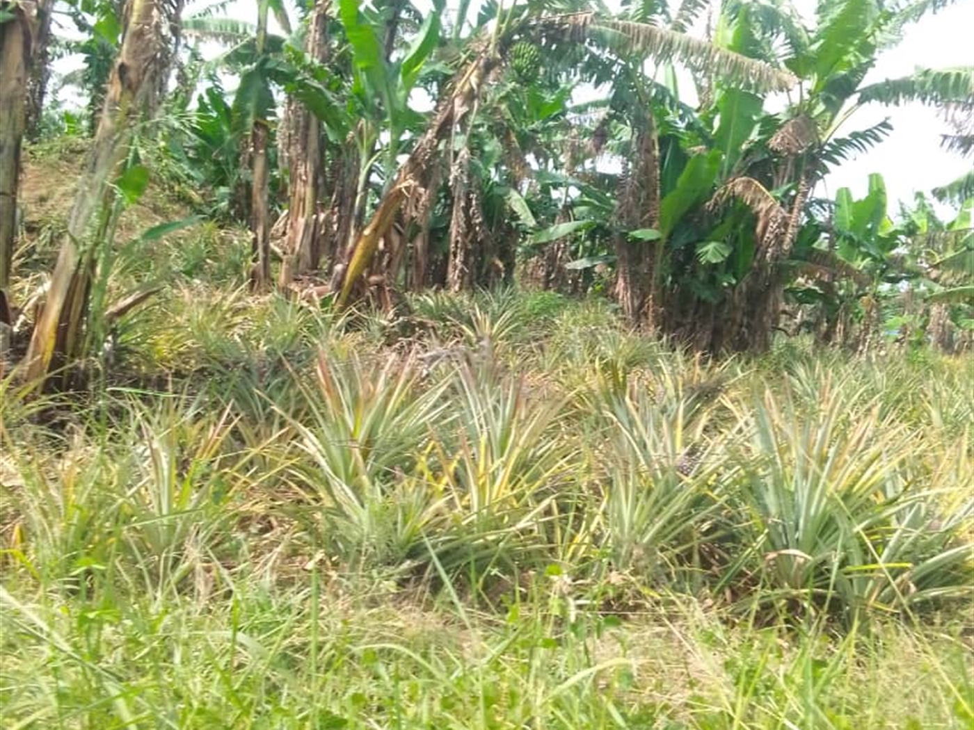Agricultural Land for sale in Lukizi Luwero