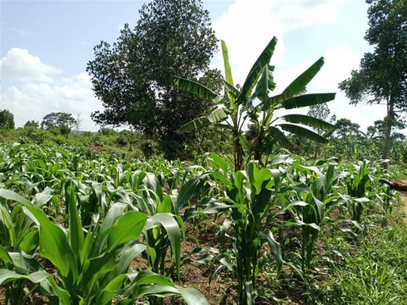 Agricultural Land for sale in Katikamu Luweero