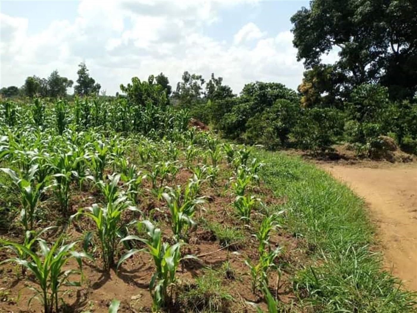 Agricultural Land for sale in Katikamu Luwero