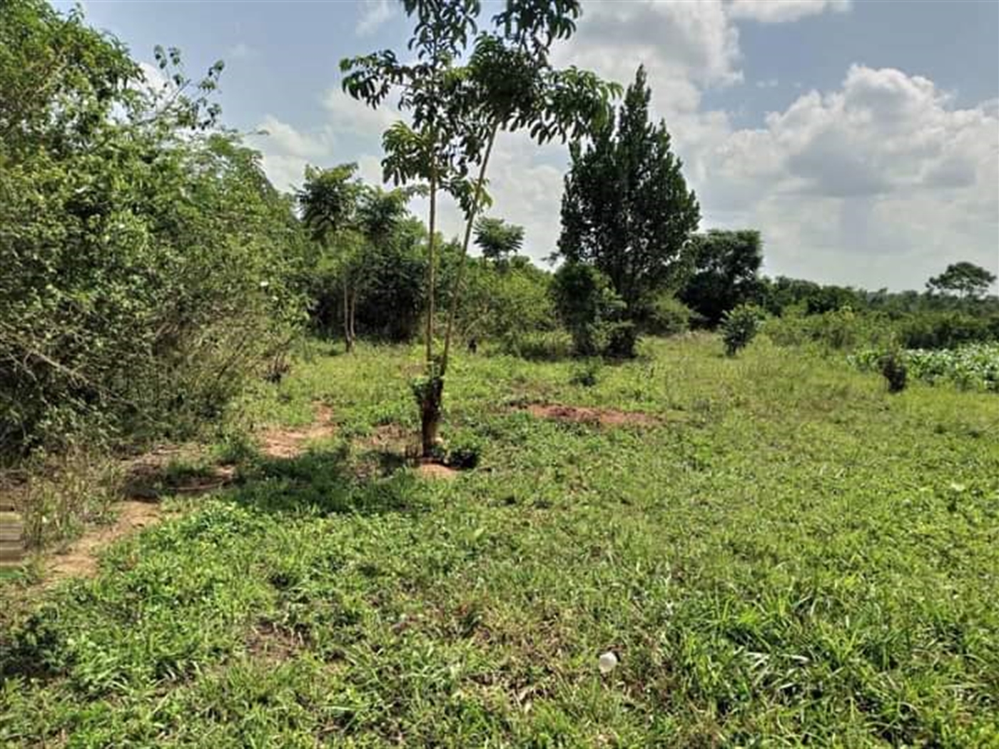 Agricultural Land for sale in Katikamu Luwero