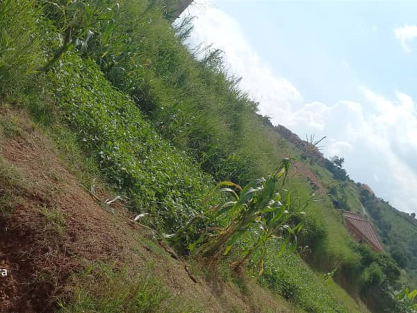 Multipurpose Land for sale in Ssi Buyikwe