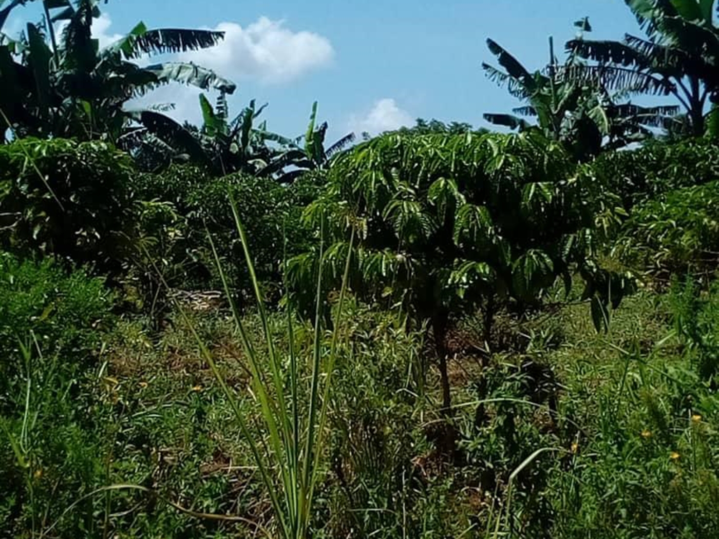 Multipurpose Land for sale in Ssisa Wakiso