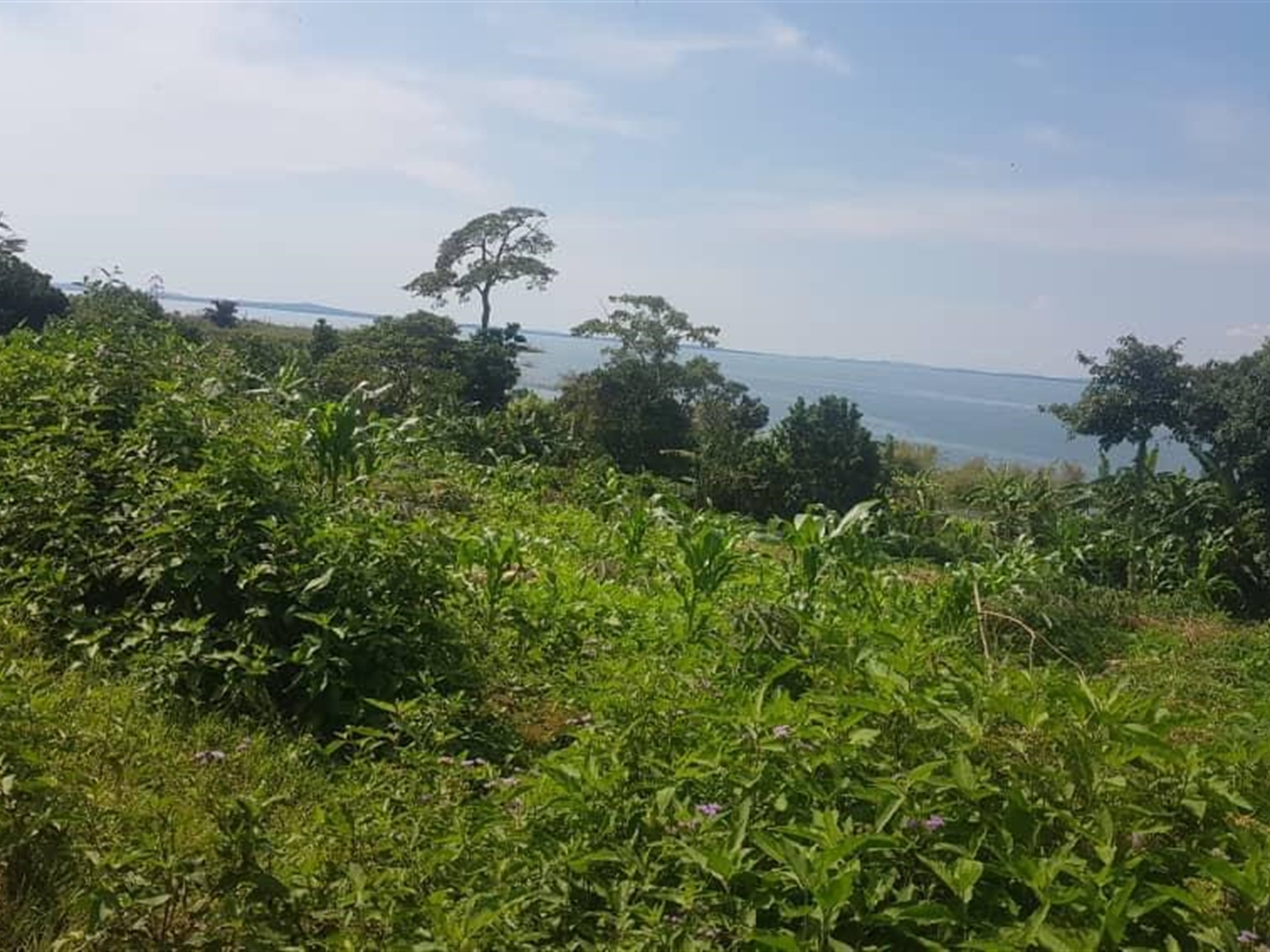 Multipurpose Land for sale in Buvo Kalangala