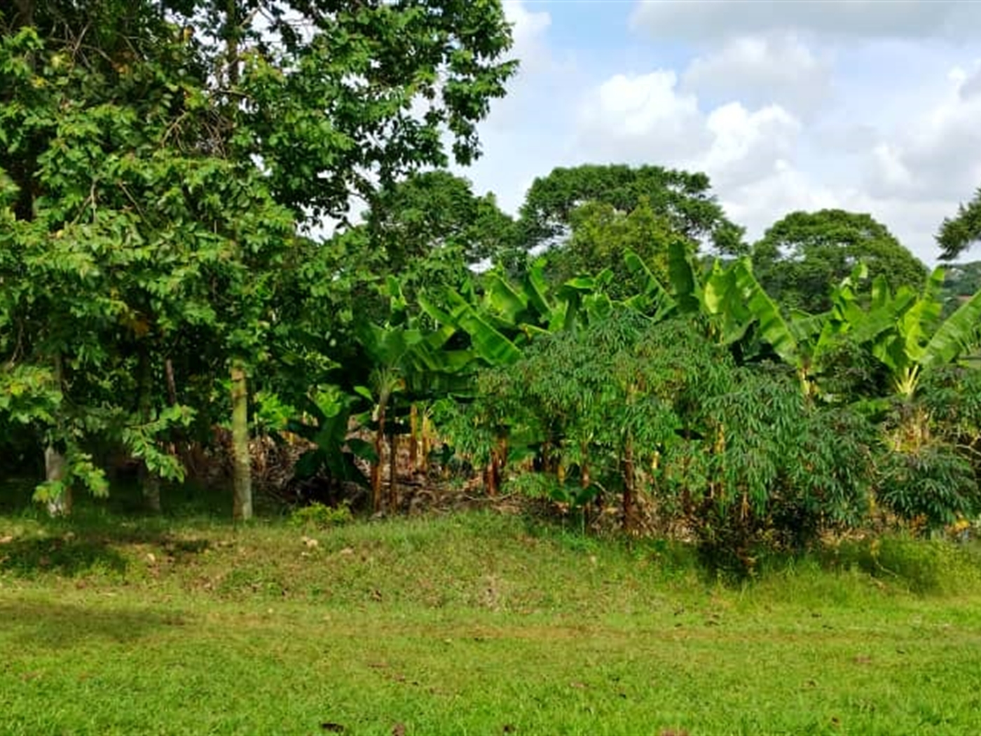 Agricultural Land for sale in Nakifuma Kayunga
