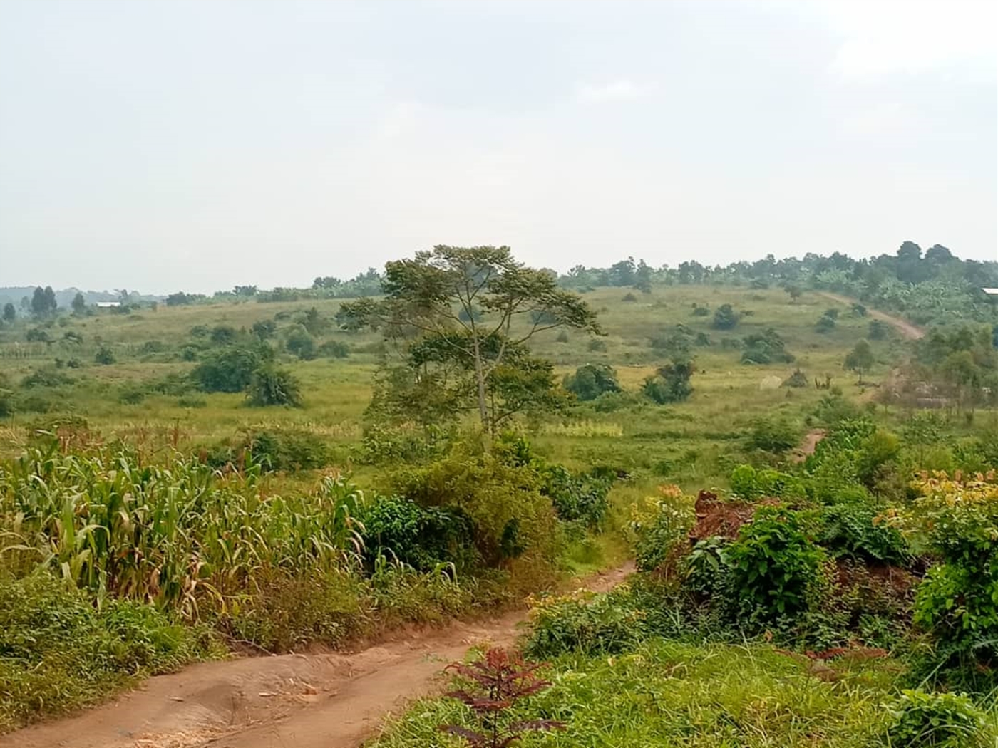 Multipurpose Land for sale in Nakweelo Wakiso
