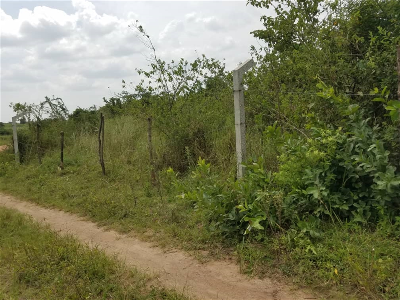 Agricultural Land for sale in Butalangu Nakaseke