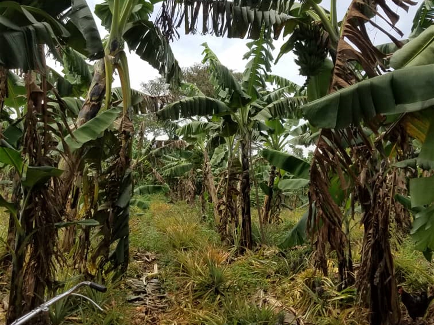 Agricultural Land for sale in Butalangu Nakaseke