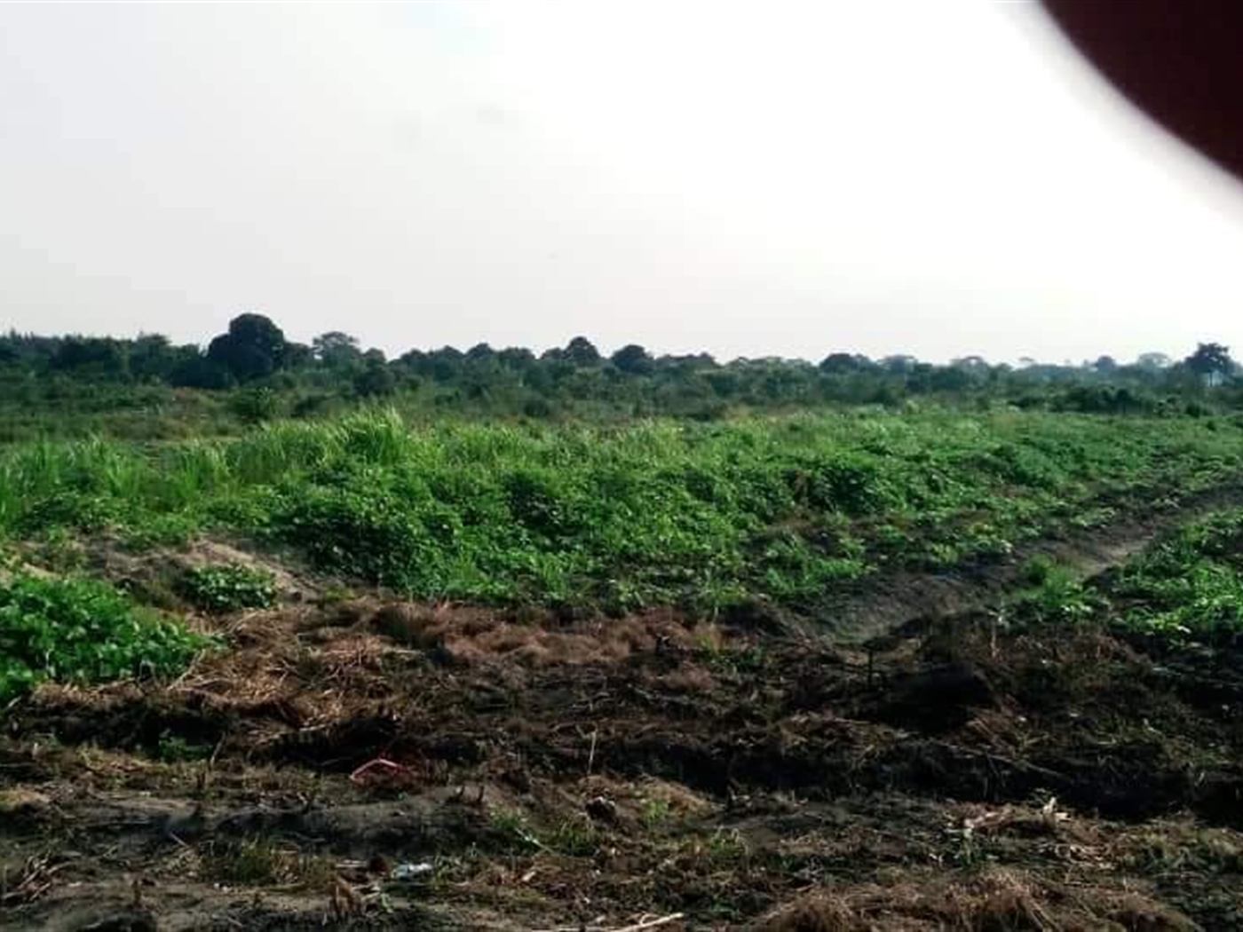 Agricultural Land for sale in Ziloobwe Luweero