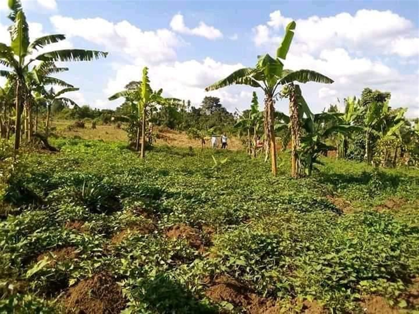 Agricultural Land for sale in Ziloobwe Luweero