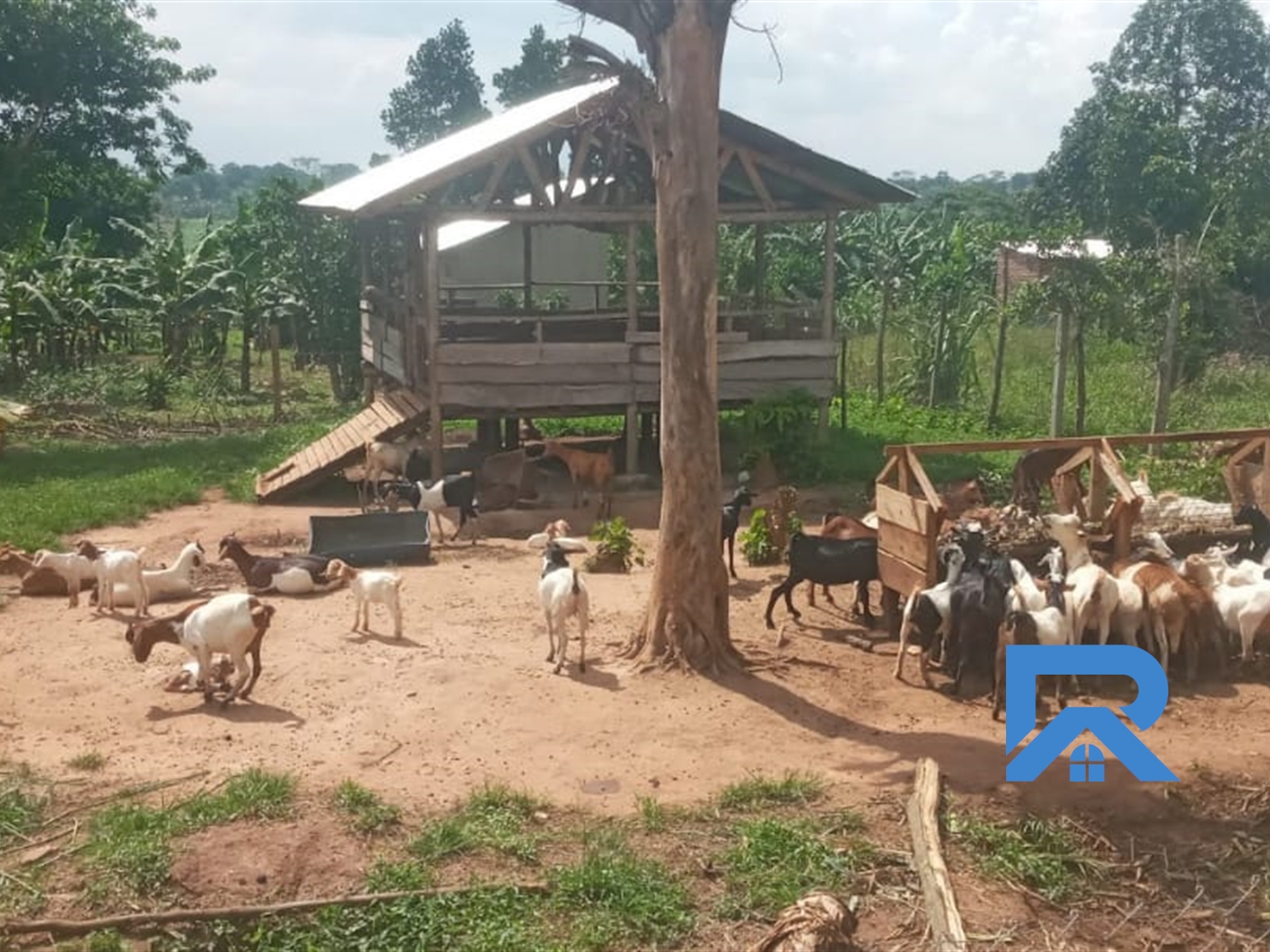 Farm for sale in Kirolo Wakiso