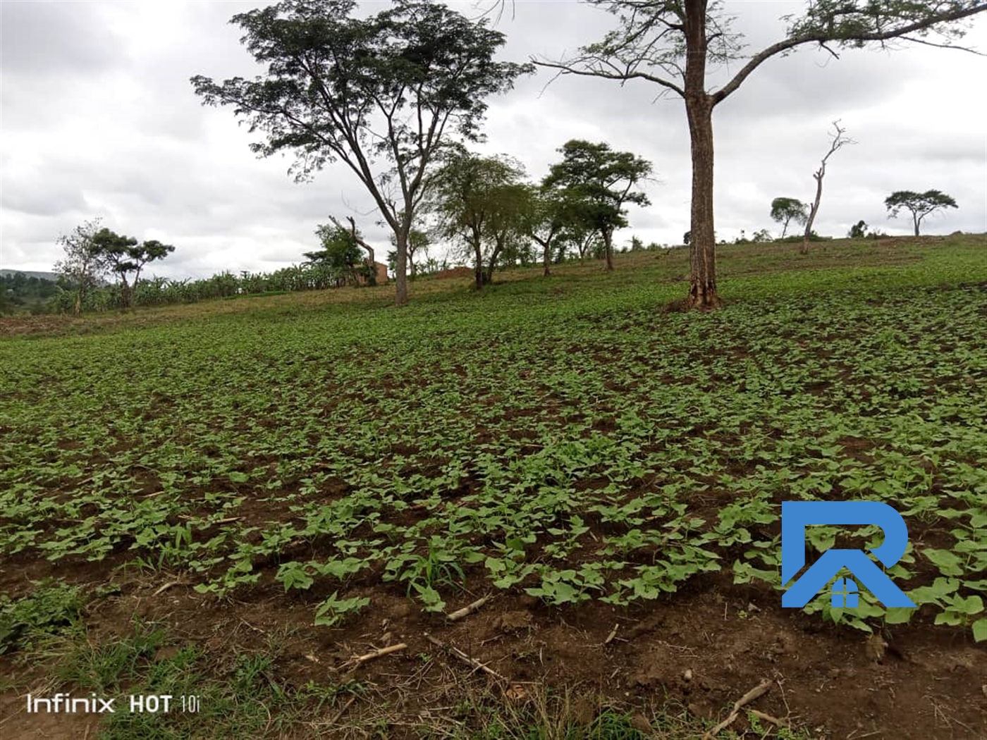 Agricultural Land for sale in Kassanda Mityana