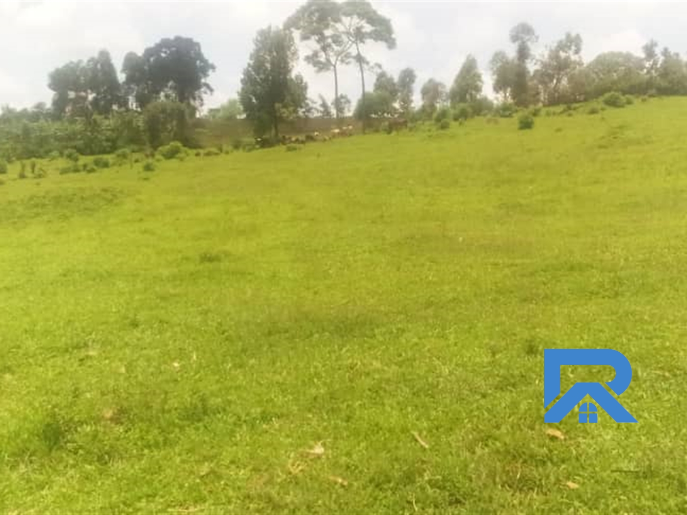 Agricultural Land for sale in Lugazi Mukono