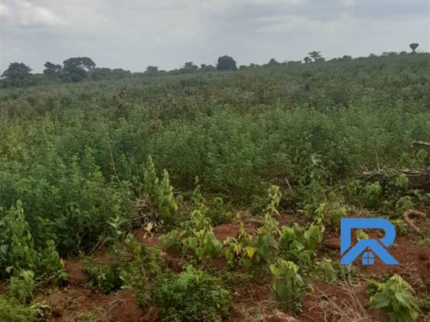 Agricultural Land for sale in Katuugo Luweero