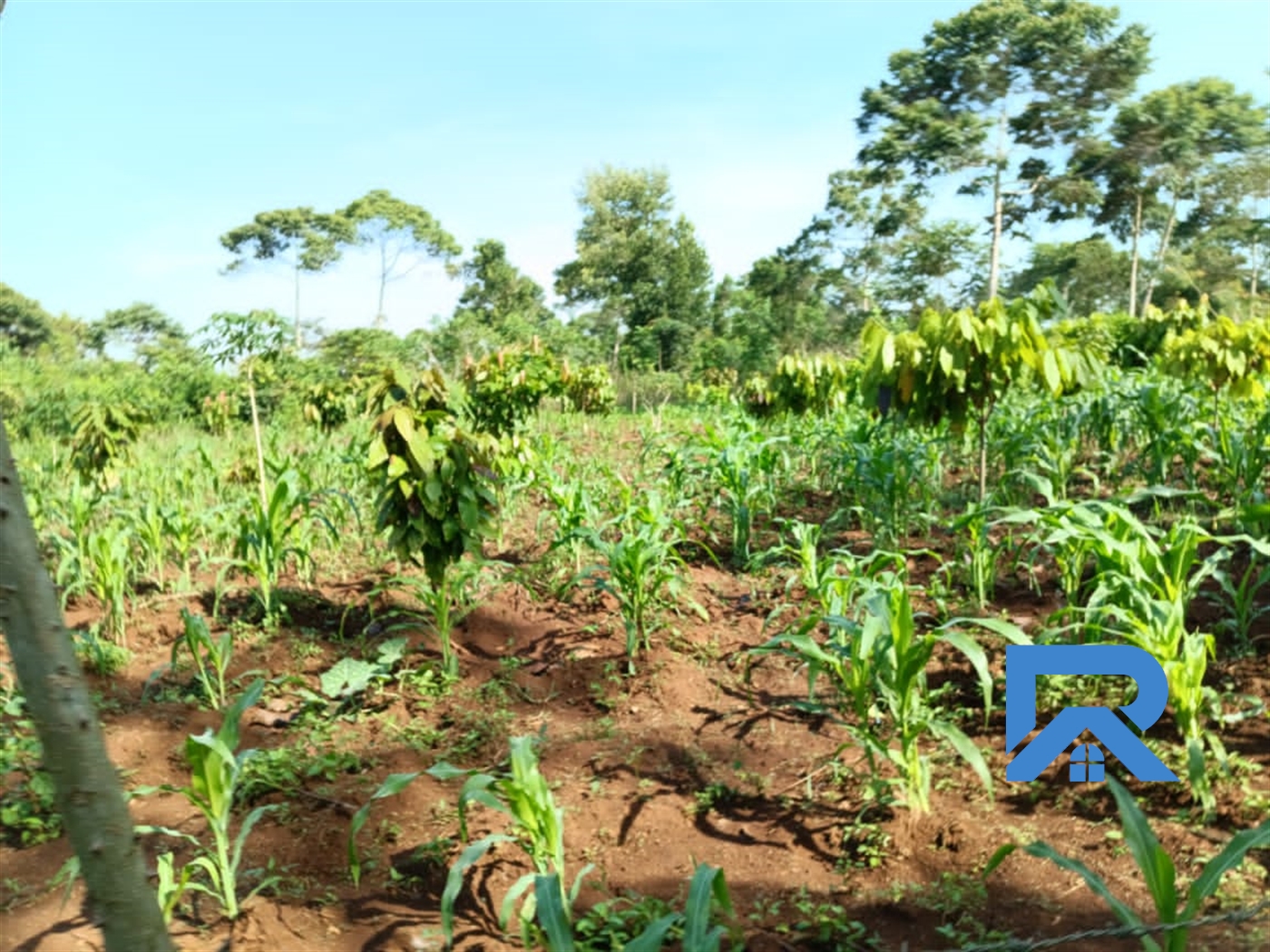 Agricultural Land for sale in Katosi Mukono