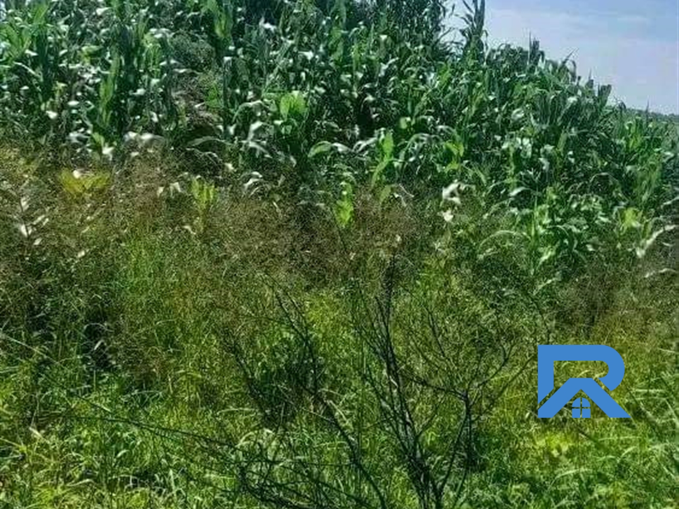 Agricultural Land for sale in Lukinzi Luweero