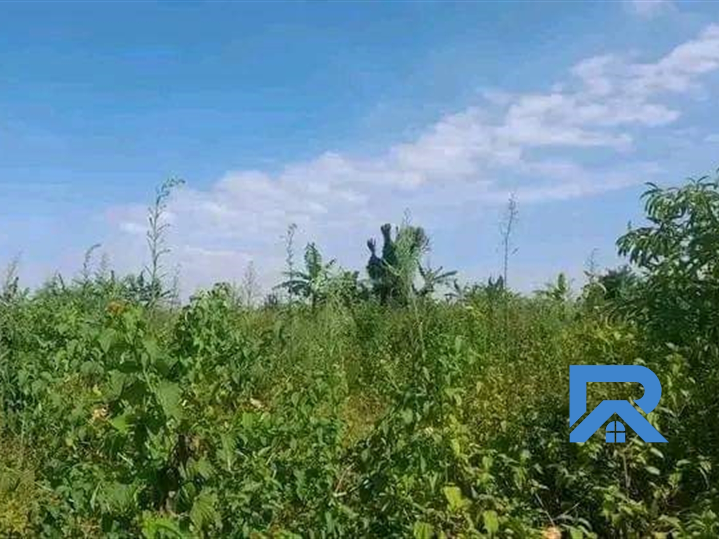 Agricultural Land for sale in Lukinzi Luwero
