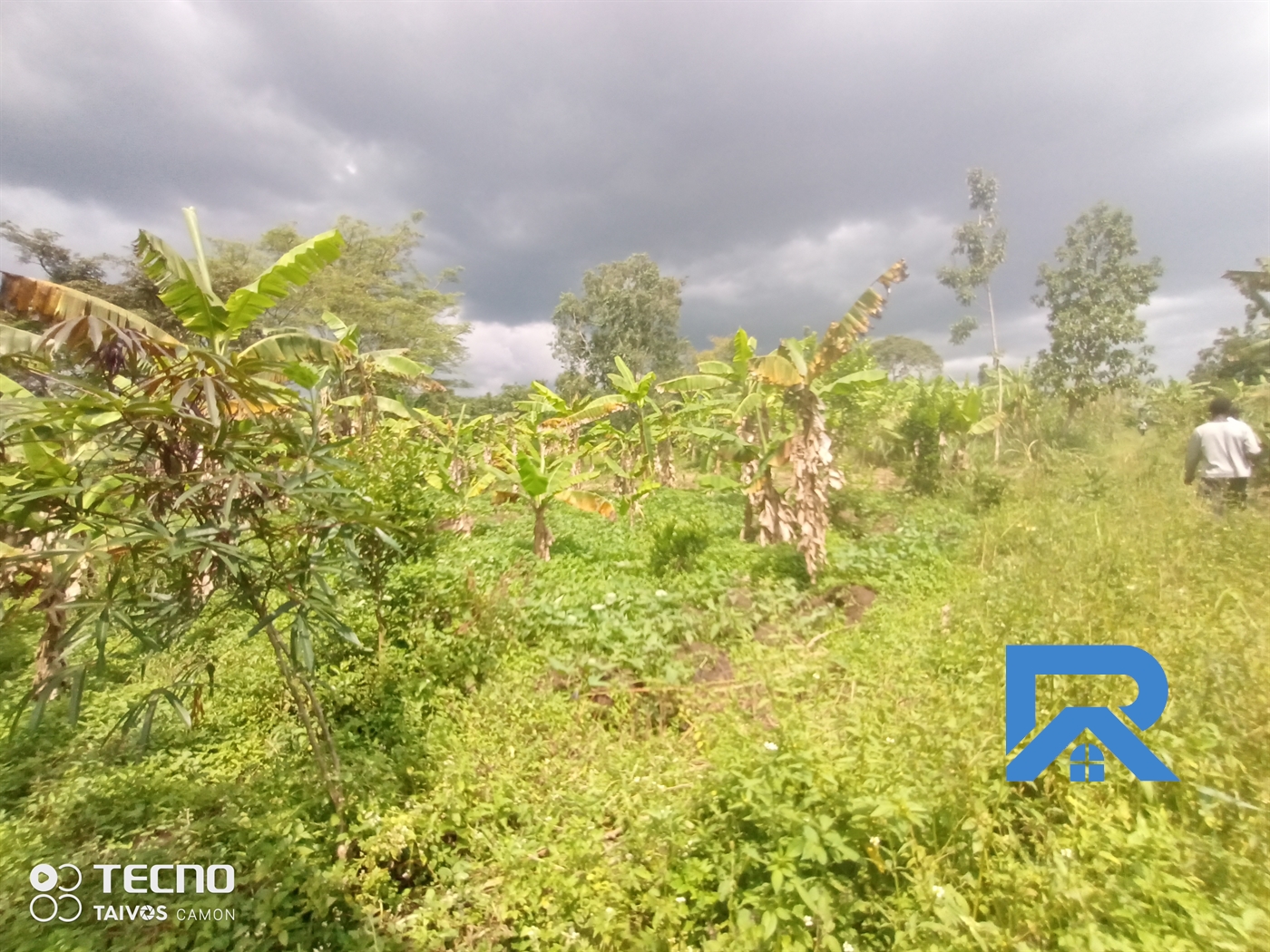 Agricultural Land for sale in Ssemuto Nakaseke