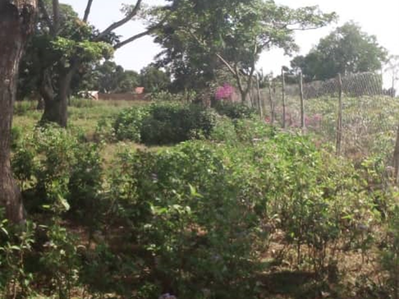 Recreational Land for sale in Bwelenga Wakiso