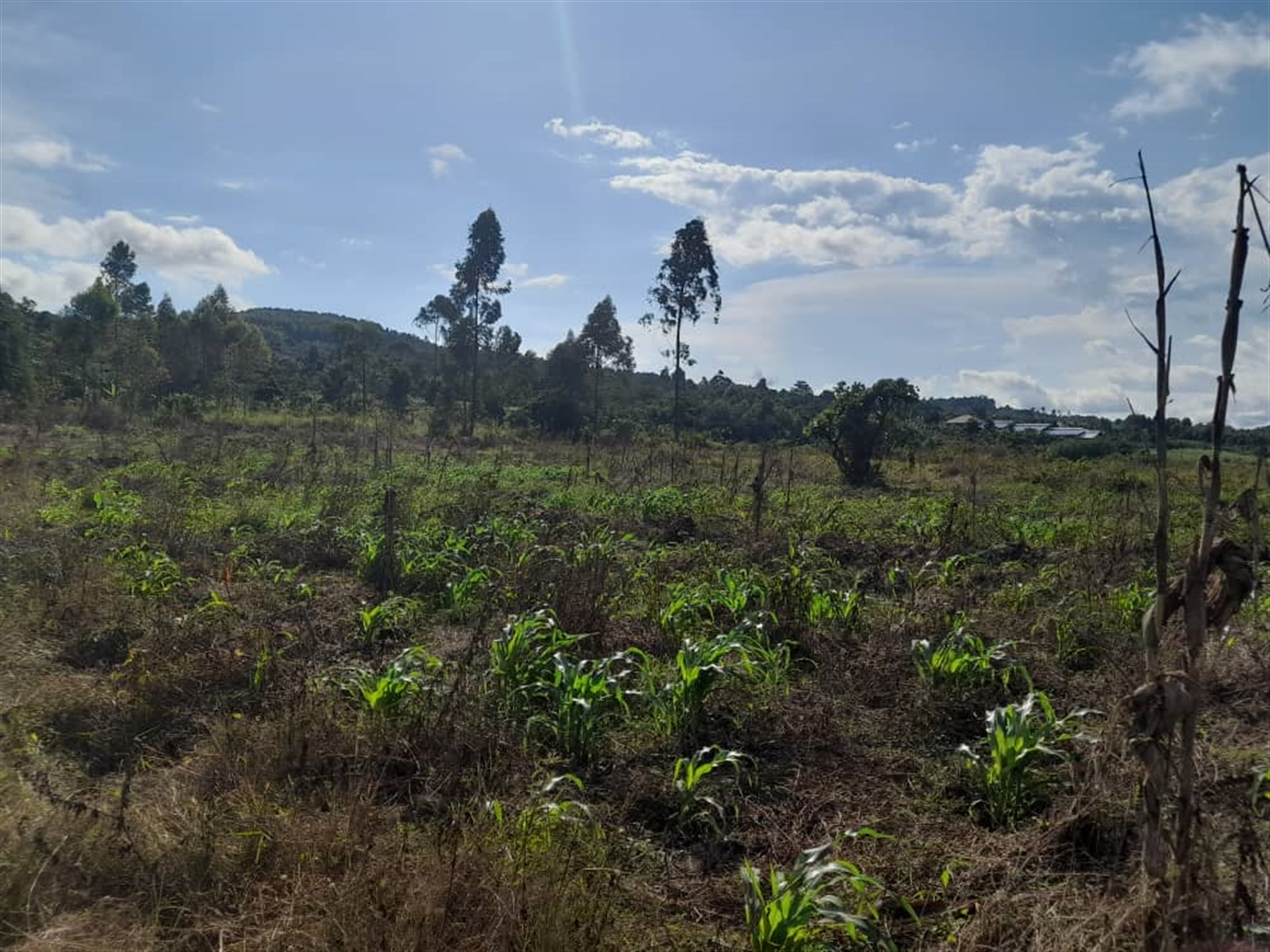 Commercial Land for sale in Jjandira Mpigi