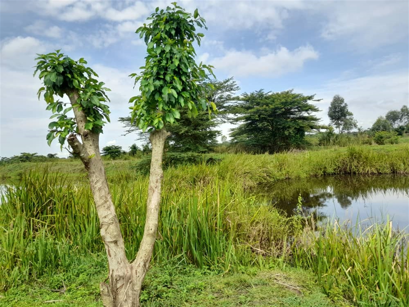 Agricultural Land for sale in Kikube Luweero