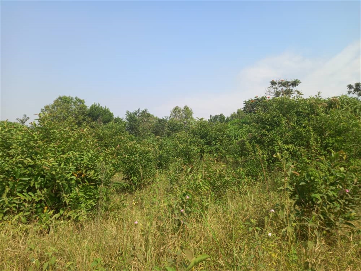 Residential Land for sale in Nakweelo Wakiso