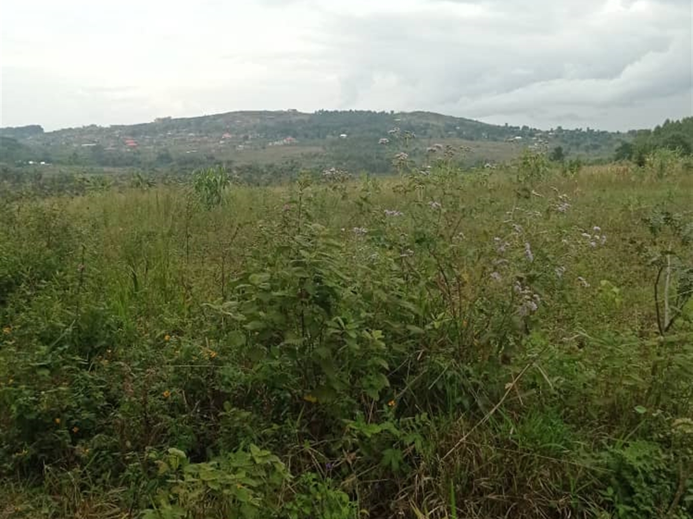 Residential Land for sale in Nsaggu Wakiso