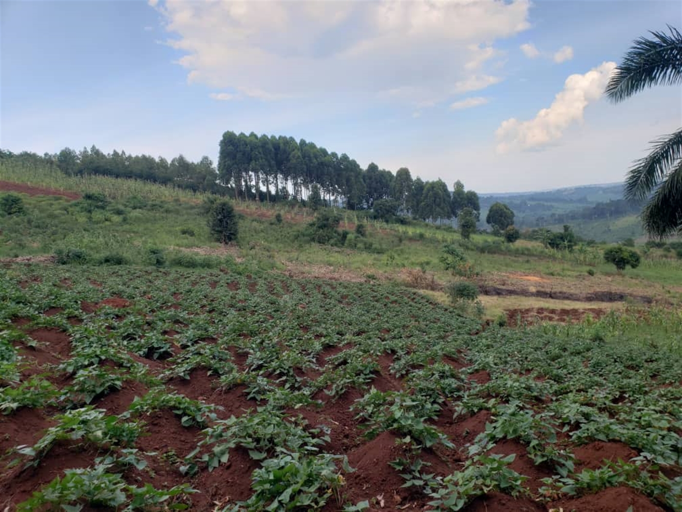 Agricultural Land for sale in Lugazi Wakiso