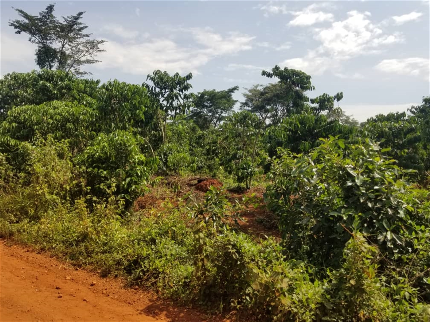 Agricultural Land for sale in Wobulenzi Luweero