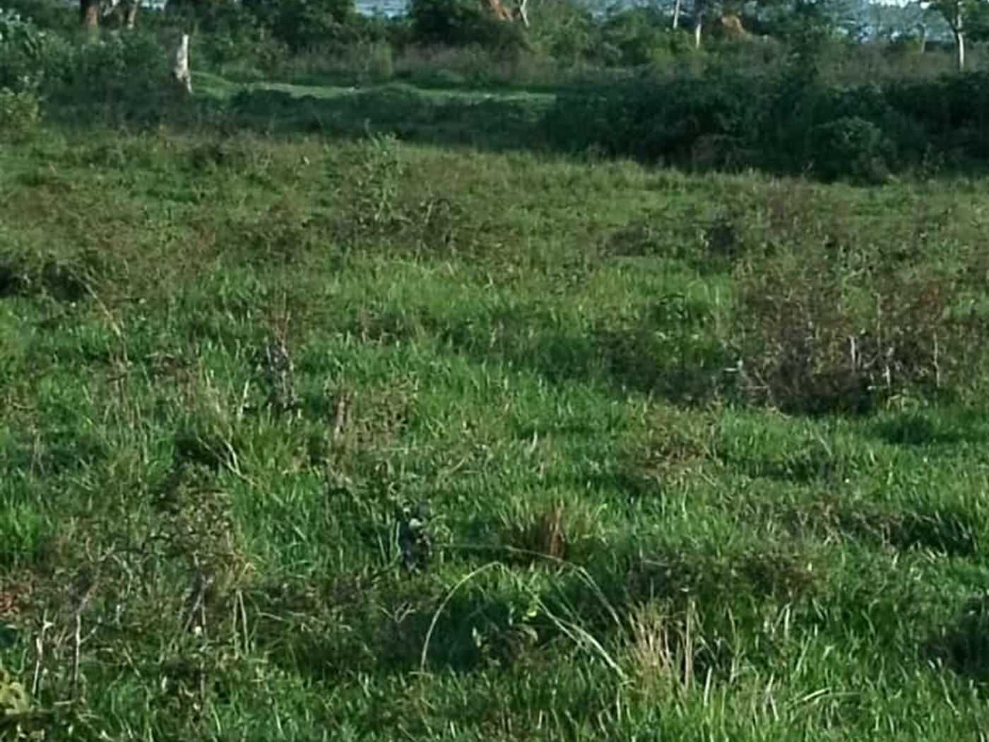 Agricultural Land for sale in Buwaya Kamuli