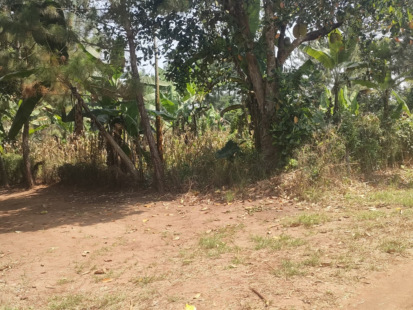 Commercial Land for sale in Busunjju Mityana